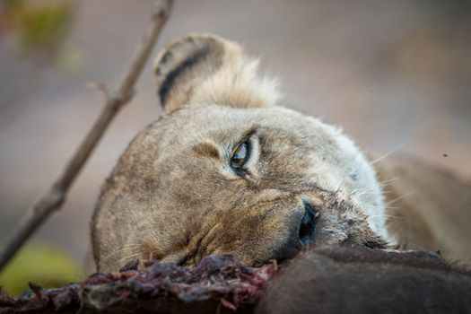 Lioness eating in the Kruger National Park, South Africa.