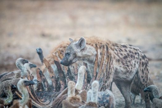 Spotted hyena on a carcass with Vultures in the Kruger National Park, South Africa.