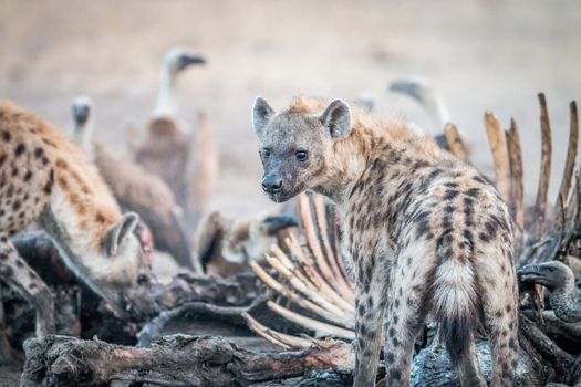 Spotted hyena on a carcass with Vultures in the Kruger National Park, South Africa.