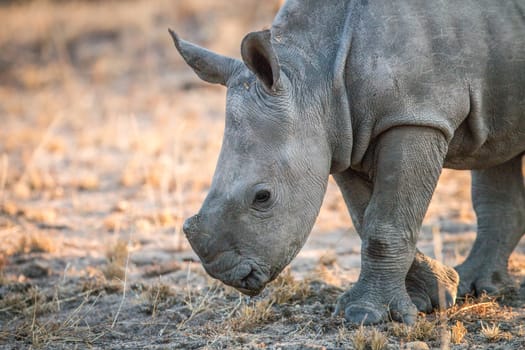 Baby White rhino in the Kruger National Park, South Africa.