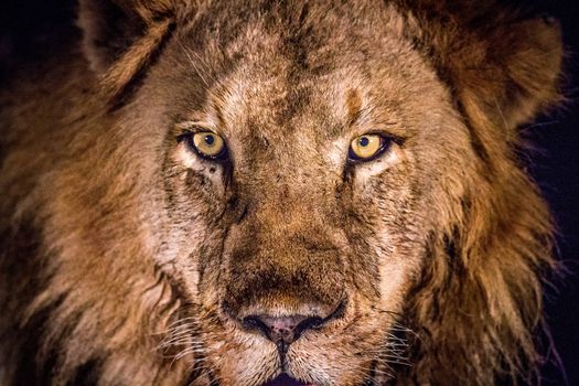 Starring male Lion in the spotlight in the Kruger National Park, South Africa.