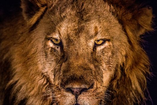 Starring male Lion in the spotlight in the Kruger National Park, South Africa.