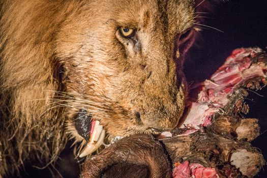 Eating Lion in the spotlight in the Kruger National Park, South Africa.