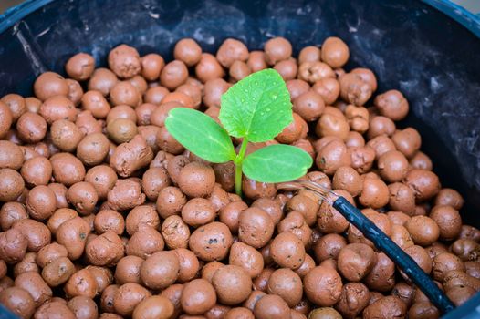 melon tree growing in the plastic pot with the Clay tablet