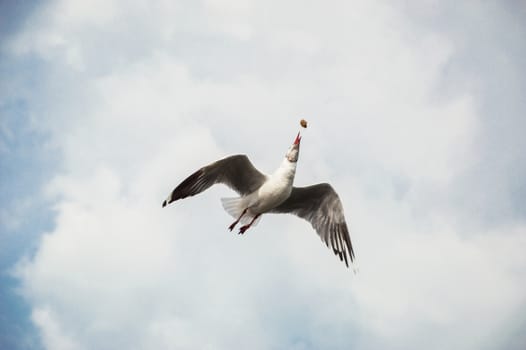 Seagulls flying gracefully on the sky