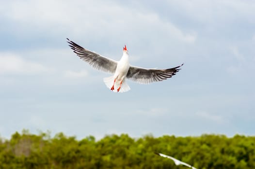 Seagulls flying gracefully on the sky