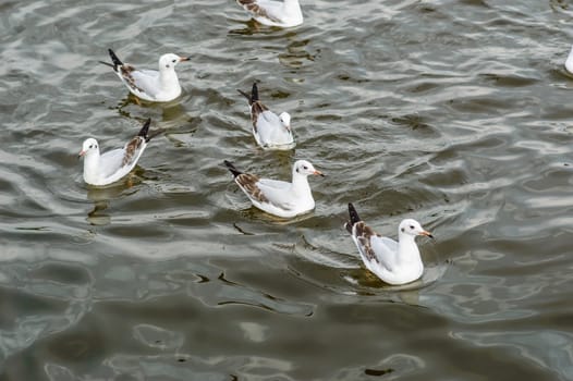 Seagulls flying gracefully on the sky