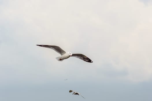 Seagulls flying gracefully on the sky