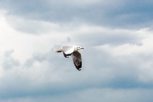 Seagulls flying gracefully on the sky