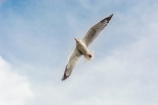 Seagulls flying gracefully on the sky