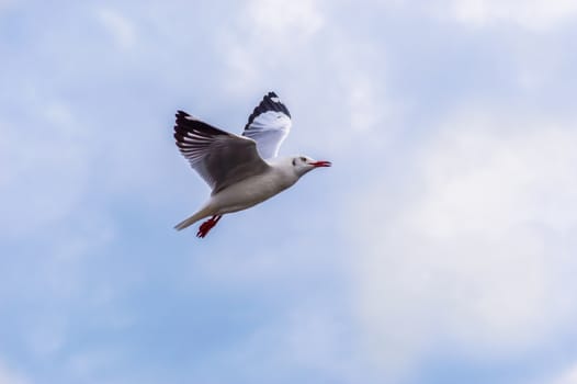Seagulls flying gracefully on the sky