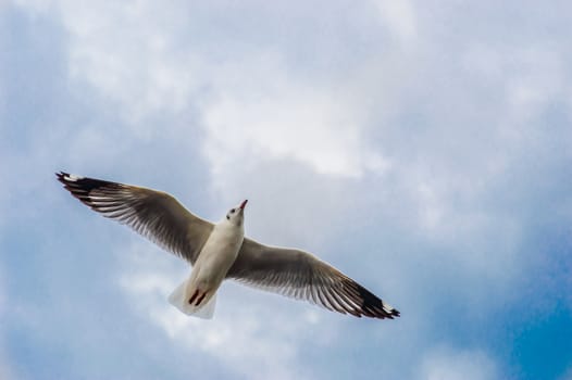 Seagulls flying gracefully on the sky