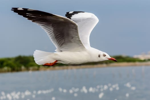 Seagulls flying gracefully on the sky