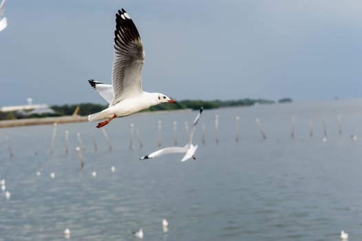 Seagulls flying gracefully on the sky