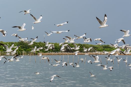 Seagulls flying gracefully on the sky