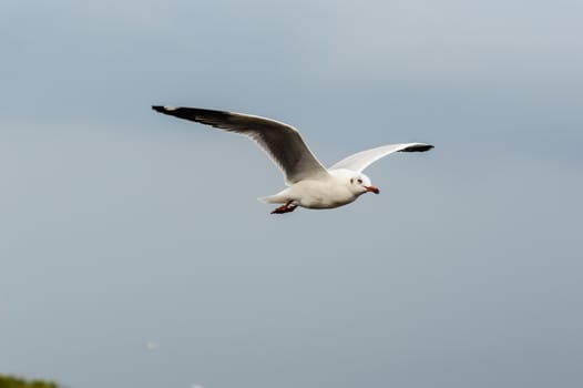 Seagulls flying gracefully on the sky