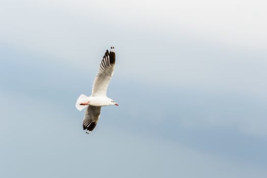 Seagulls flying gracefully on the sky