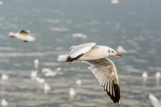 Seagulls flying gracefully on the sky