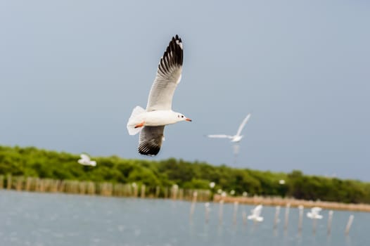 Seagulls flying gracefully on the sky