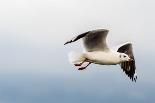 Seagulls flying gracefully on the sky