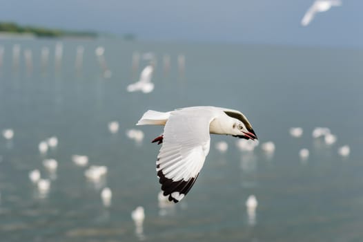 Seagulls flying gracefully on the sky