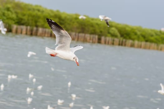 Seagulls flying gracefully on the sky