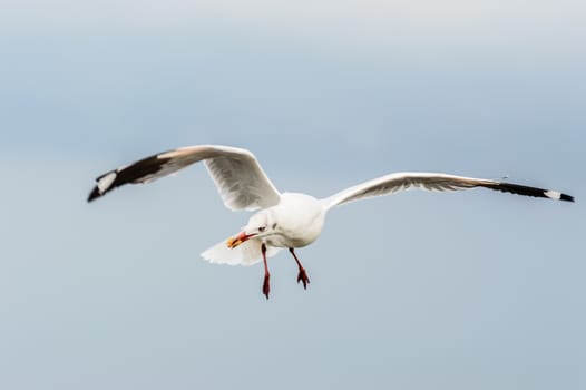 Seagulls flying gracefully on the sky