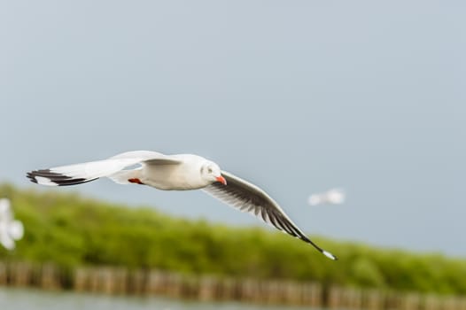 Seagulls flying gracefully on the sky