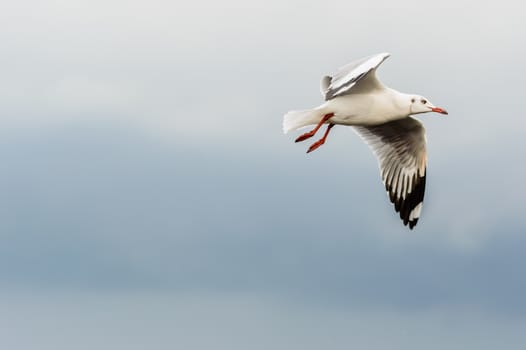 Seagulls flying gracefully on the sky