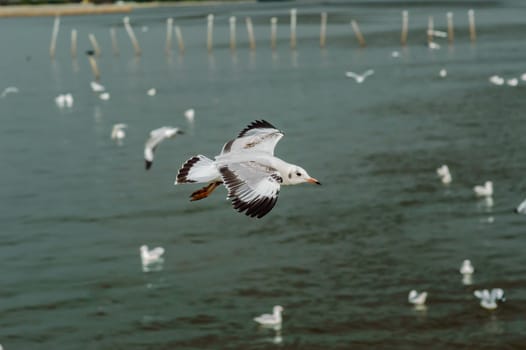 Seagulls flying gracefully on the sky