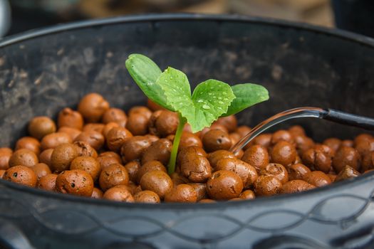 melon tree growing in the plastic pot with the Clay tablet