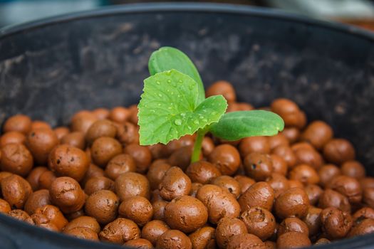 melon tree growing in the plastic pot with the Clay tablet