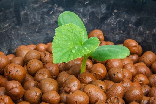 melon tree growing in the plastic pot with the Clay tablet