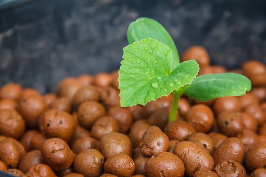 melon tree growing in the plastic pot with the Clay tablet