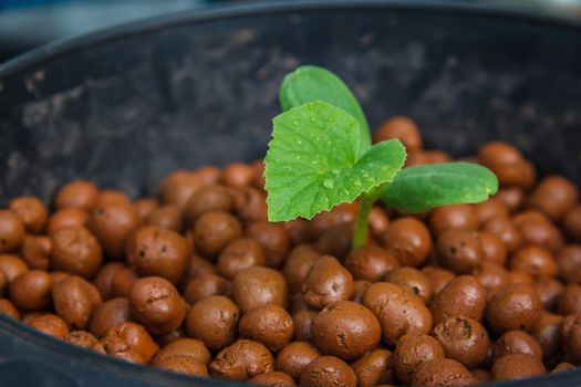 melon tree growing in the plastic pot with the Clay tablet