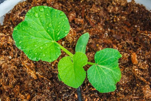 melon tree growing in the plastic pot with the Clay tablet