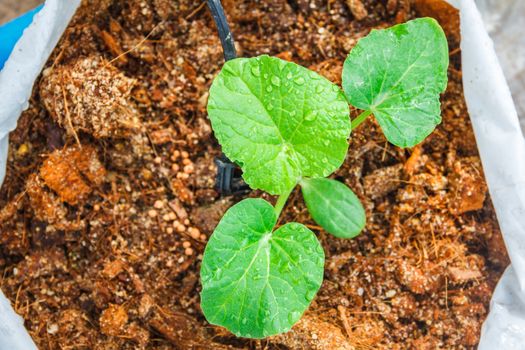 melon tree growing in the plastic pot with the Clay tablet