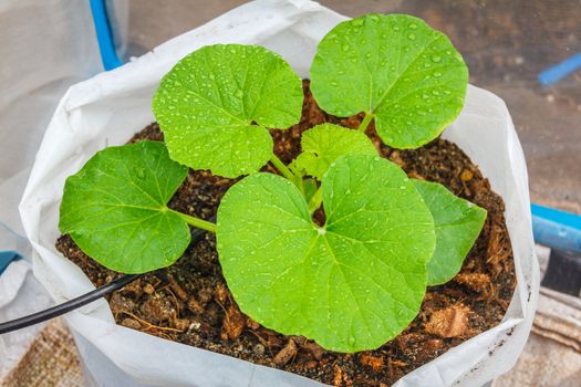 melon tree growing in the plastic pot with the Clay tablet