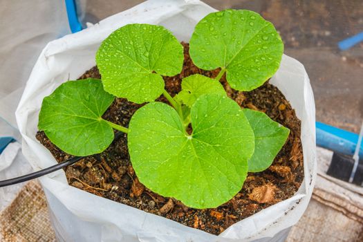 melon tree growing in the plastic pot with the Clay tablet