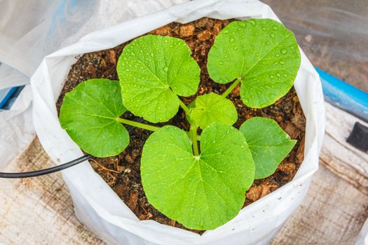 melon tree growing in the plastic pot with the Clay tablet