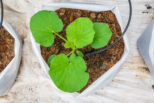 melon tree growing in the plastic pot with the Clay tablet