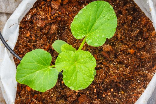 melon tree growing in the plastic pot with the Clay tablet