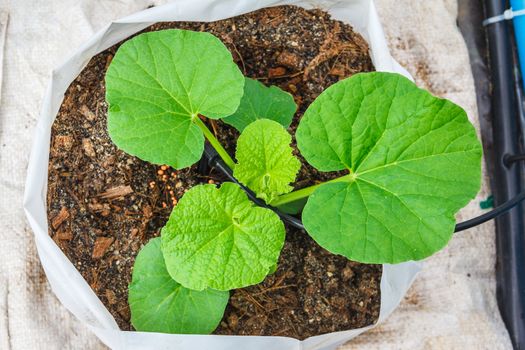 melon tree growing in the plastic pot with the Clay tablet