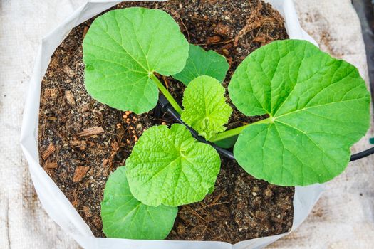 melon tree growing in the plastic pot with the Clay tablet