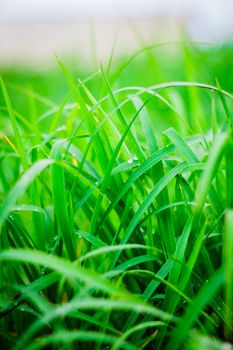 the Green grass  leaf with rain drop, background