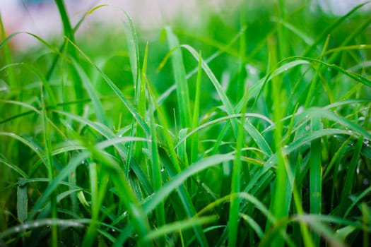 the Green grass  leaf with rain drop, background