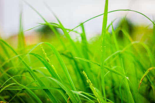the Green grass  leaf, background