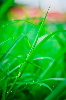 the Green grass  leaf with rain drop, background