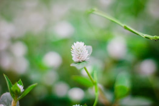 the flower grass ,background
