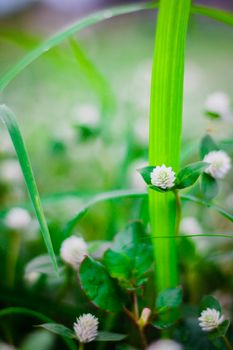 the Green grass  leaf flower grass, background